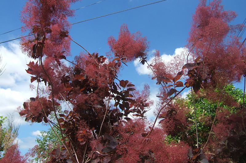 2011-05- (724).JPG
